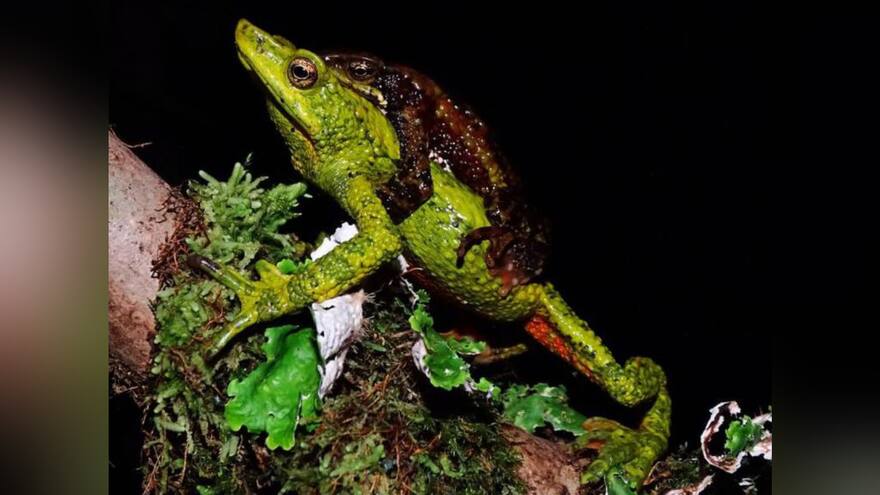 Alerta por especies en vía de extinción en el Caribe