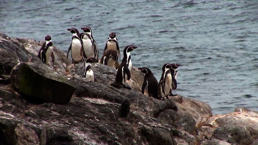 Minería versus pingüinos, la batalla que divide a los chilenos