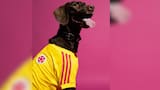 Adidas lanzó camiseta de la Selección Colombia para mascotas: precio y fecha de venta
