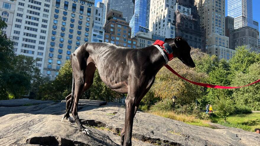 La galgo que llegó a Nueva York huyendo del maltrato animal