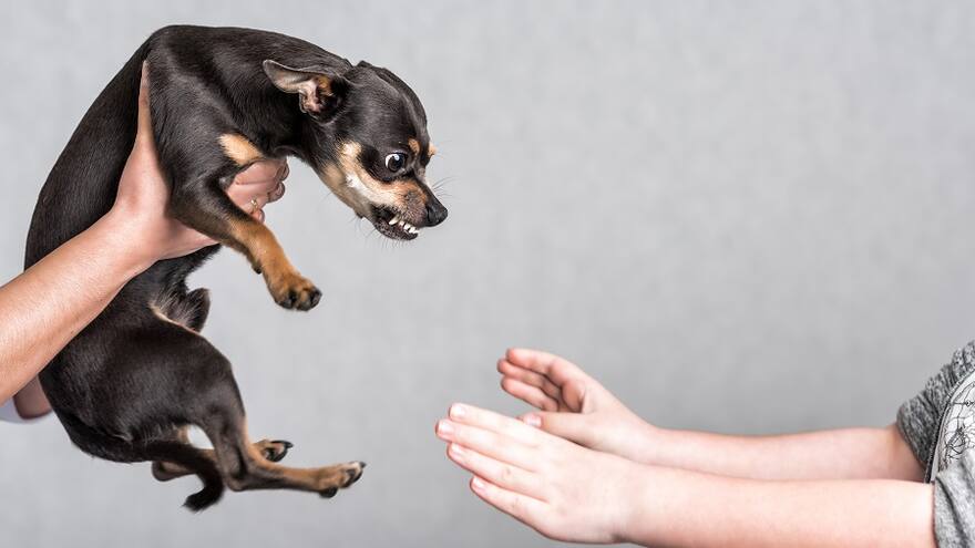 Recomendaciones para mitigar la agresividad de su perro