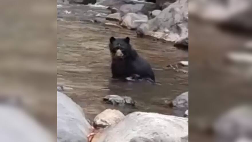 La tierna visita de un oso de anteojos al río Pance, en Cali