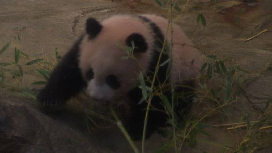 En video | El debut de una bebé panda ante la prensa de Japón
