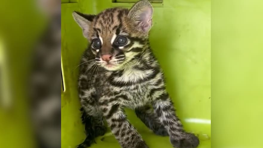 Bolívar: Rescataron a una cría de ocelote que estaba apunto de ser devorada por dos perros