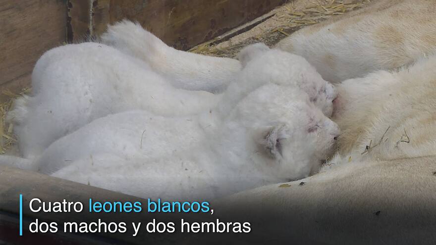 Nacen cuatro leones blancos en zoo francés