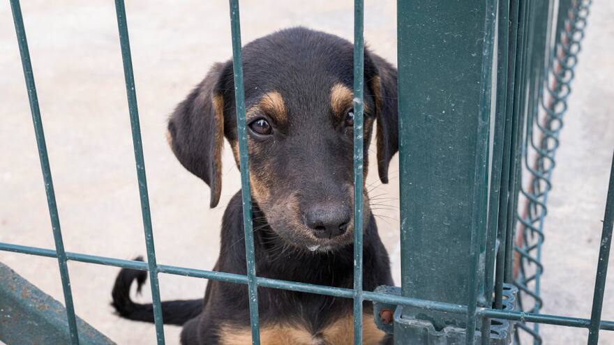Investigan denuncia a la Alcaldía de Chía sobre sacrificio de perros