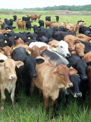 Menos activismo y más política pública | Columna de José Félix Lafaurie