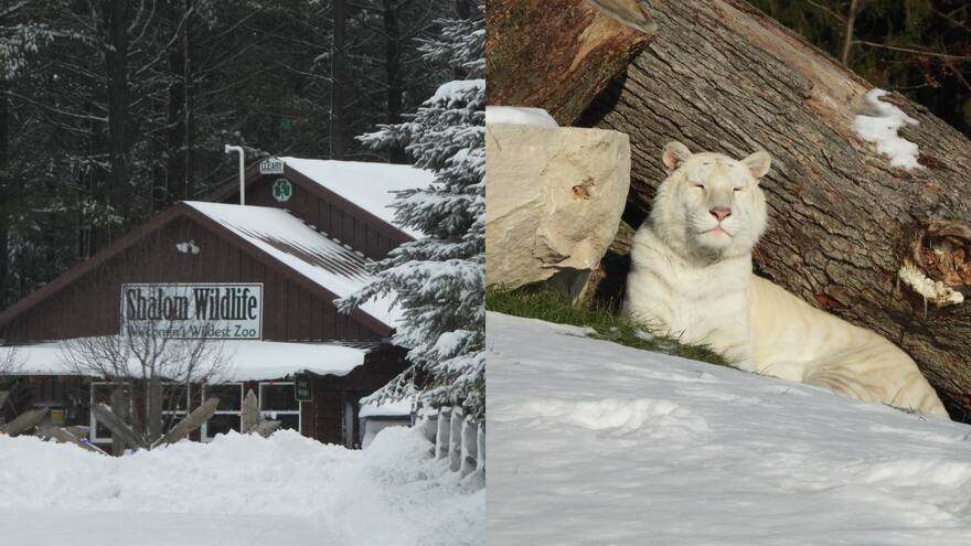 Encuentran a tigresa llorando al lado de los cadáveres de sus dos cachorros