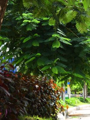 El creciente calor de Barranquilla | Columna de Horacio Brieva