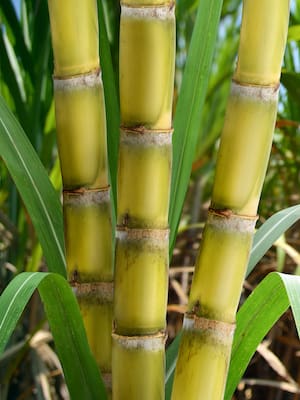 Catatumbo, un fracaso anunciado | Columna de Indalecio Dangond