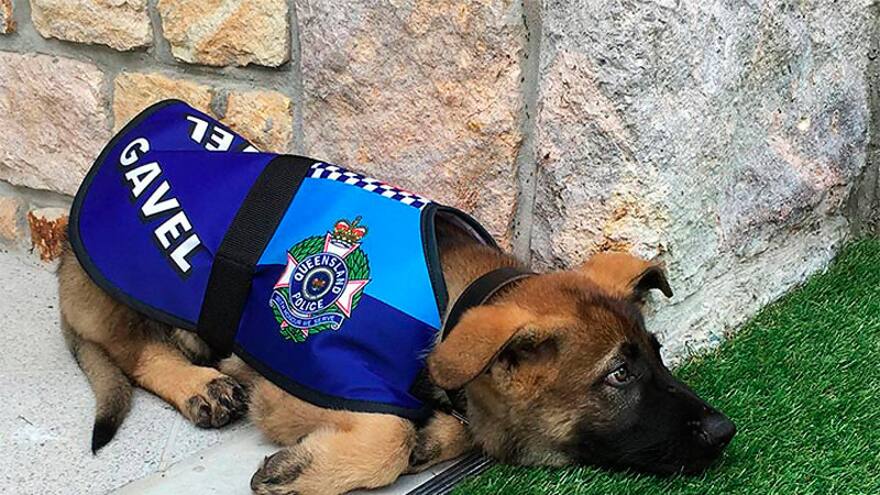 Gavel, el perro que 'reprobó' para policía por ser 'muy tierno'