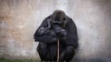 Video: así fue el nacimiento de una cría de gorila ante los visitantes de un zoológico