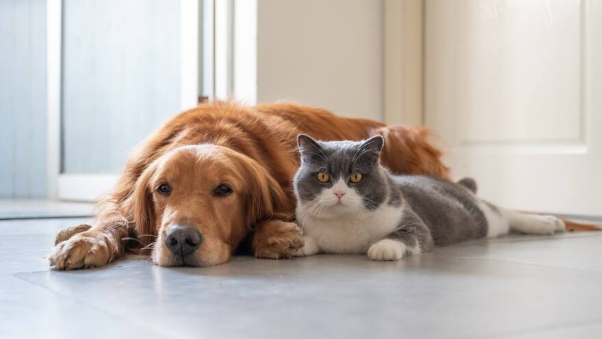 Los gatos podrían tener más riesgo de generar tumores malignos que los perros