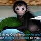 Olivia, es la mona araña que se recupera en Cali tras fuerte caída