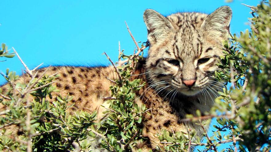 Gato del Nariño: hallan nueva especie de felino en Colombia