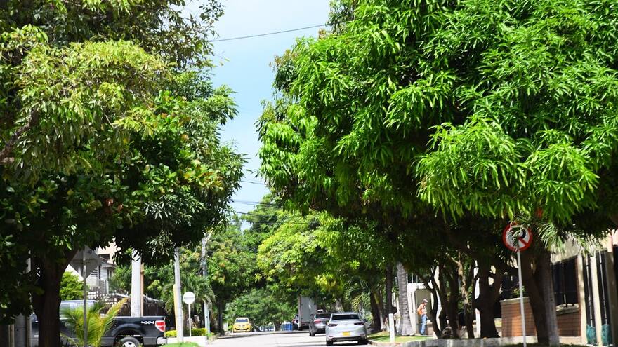 Claves para minimizar el riesgo de plagas en los árboles