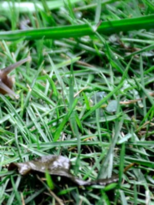 Riesgos del caracol africano