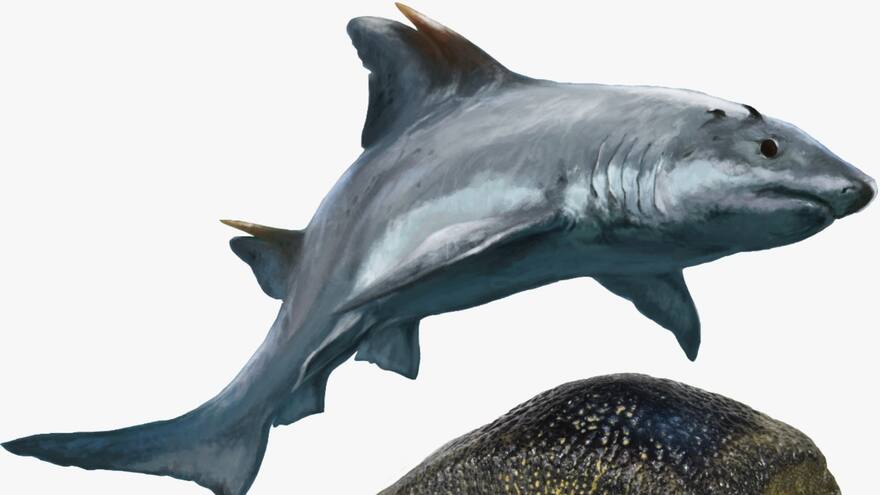 Descubren en Colombia el primer tiburón fósil de dientes planos de América