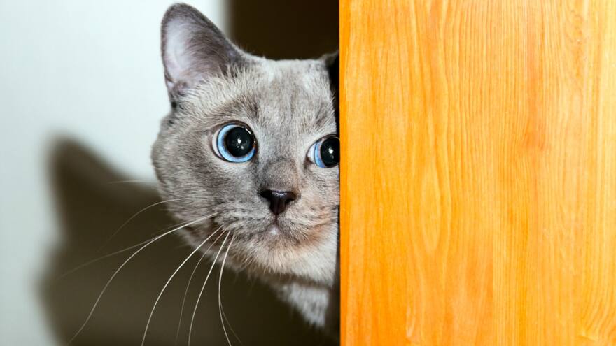 Alimentos antiestrés para las mascotas