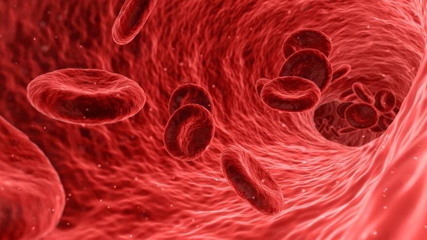 Día Mundial de la Hemofilia: ¿Qué es y cuales son sus síntomas más comunes?