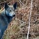 Perros con pelaje azul aparecieron en Chernóbil: ¿mutación o contaminación?