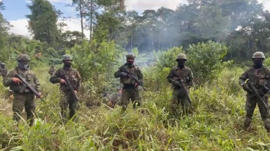Ecuador: Ejército destruyó 10.000 plantas de coca en frontera con Colombia