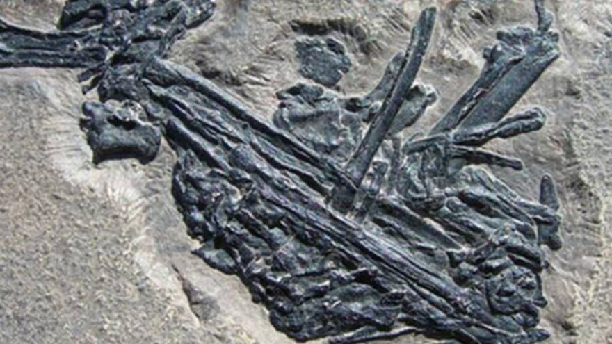 Un pez se comió un reptil de 215 millones de años