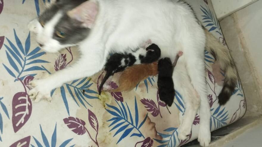 En el barrio Los Robles, Soledad, nació un gato con dos cabezas