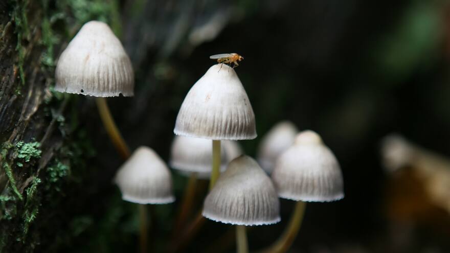 Joven drogado pensó que persona con enanismo era un duende y la secuestró