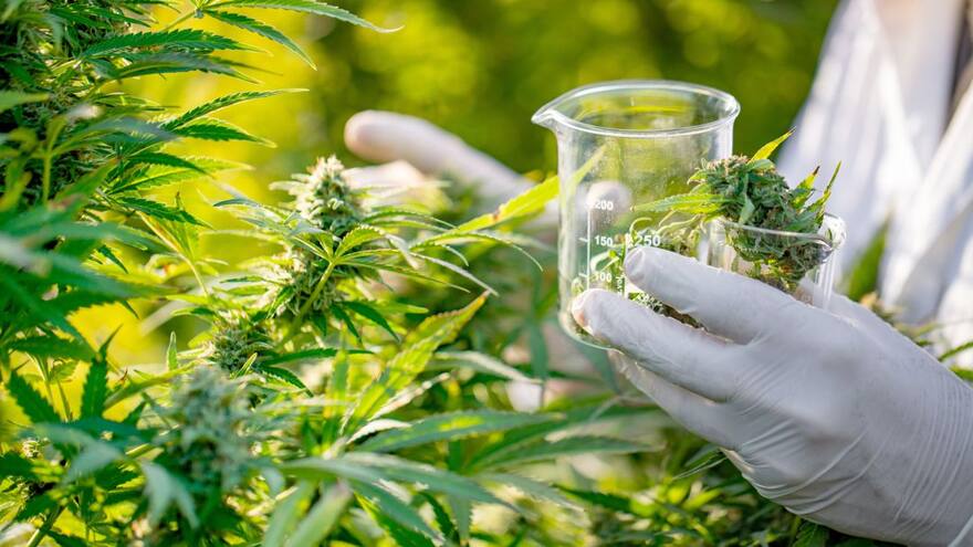 Cannabis medicinal procesado en Tocancipá busca mercados en el exterior