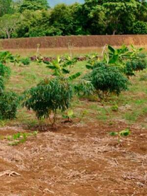Tierra y… ¿riqueza? | Columna de José Félix Lafaurie