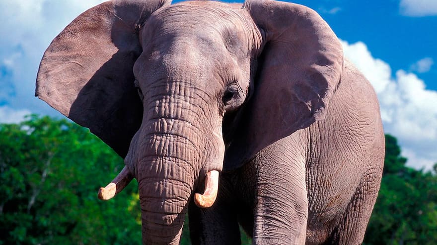 Los elefantes permanecen sin dormir durante 48 horas seguidas, revela estudio