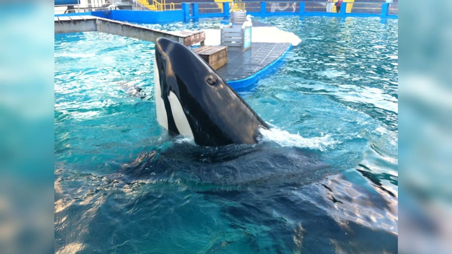 Murió Lolita, la ballena orca que estuvo en cautiverio toda su vida en el Miami Seaquarium