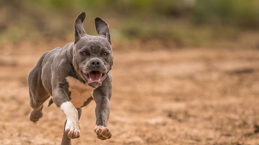 Perro pitbull atacó a niña de cuatro años, en un parque del barrio Las Brisas en Bogotá