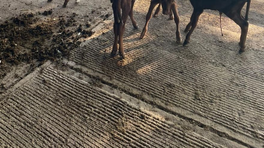 Una vaca parió cuatro terneros en hacienda de La Guajira
