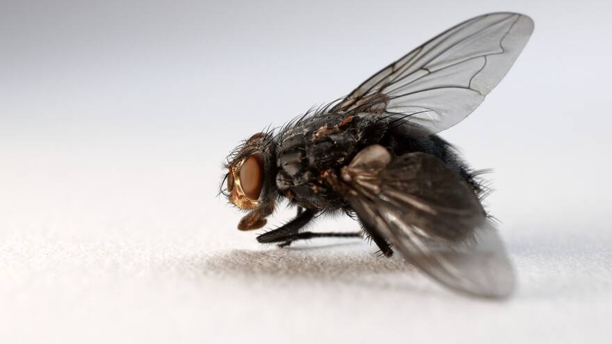 ¿Las moscas podrían distorsionar el espacio-tiempo? l la teoría de la relatividad de Albert Einstein daría la respuesta