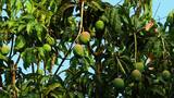 Están podando los árboles de mango del boulevard 58