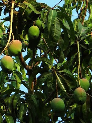 Están podando los árboles de mango del boulevard 58