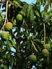 Están podando los árboles de mango del boulevard 58