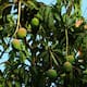 Están podando los árboles de mango del boulevard 58