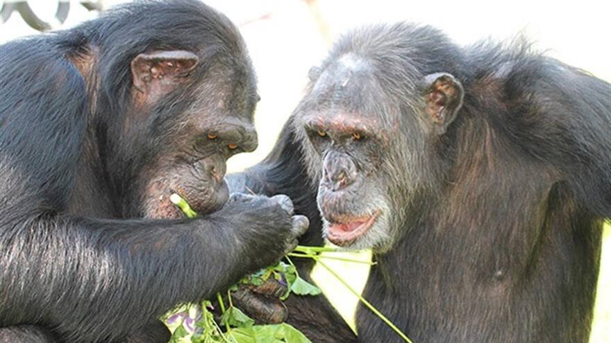 Los chimpancés en cautiverio pueden sufrir afecciones mentales