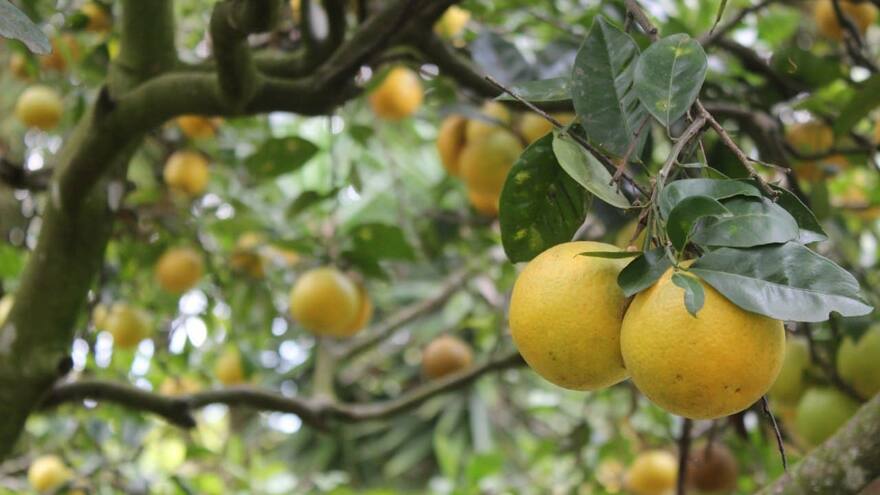 Alerta en Chimichagua, Cesar, por plaga que afecta a plantaciones de limón, pomelo y naranja