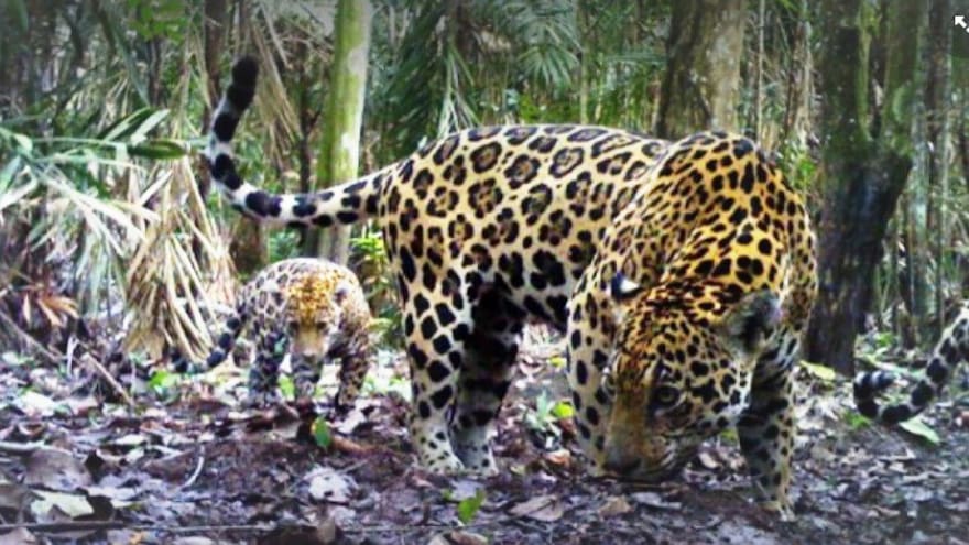 El tigre ‘pinta menudita’ sigue rugiendo en las montañas de La Guajira