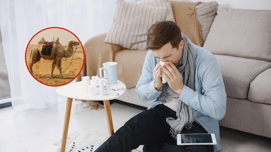 Alerta por el ‘virus del camello’: ¿Qué es y cuáles son sus síntomas?