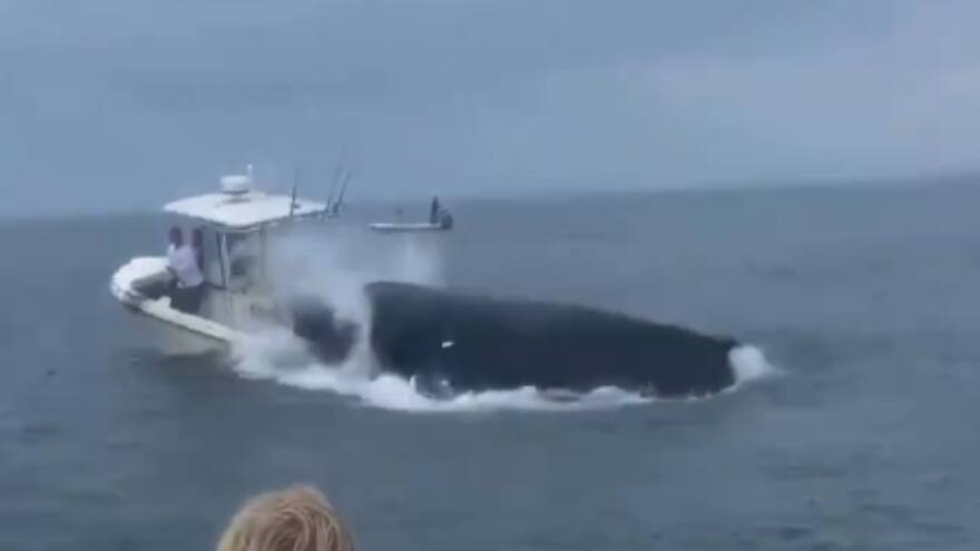 Video viral: Ballena jorobada volteó un barco en Nueva Hampshire, Estados Unidos