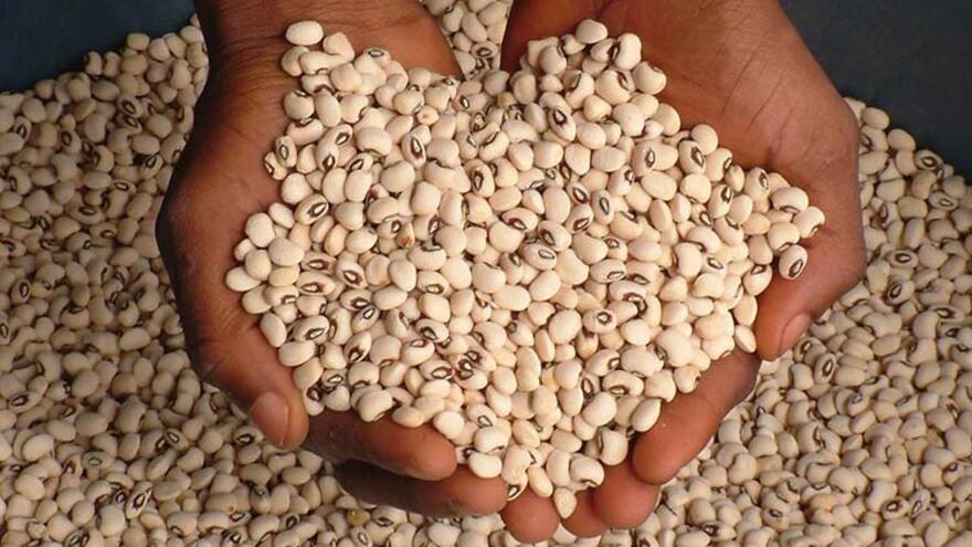 Córdoba: Destacan exportación de fríjol ‘cabecita negra’ hacia EE. UU.