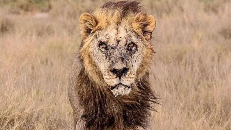 Loonkito, el león más viejo de África, fue asesinado por pastores en Kenia