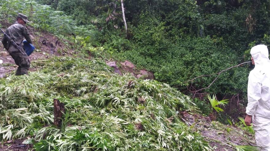 Destruyen una hectárea de marihuana en la Sierra Nevada