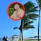 En medio de la ola de calor, Petro critica a Barranquilla por sembrar palmeras “para parecerse a Miami”; le recuerdan que fue obra de sus “amigos”