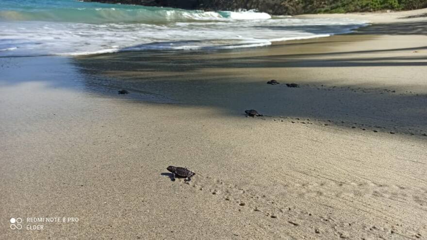 La fauna de fiesta en el Tayrona: nacieron 116 tortugas carey